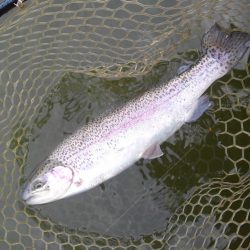 大安トラウトレイク 釣果